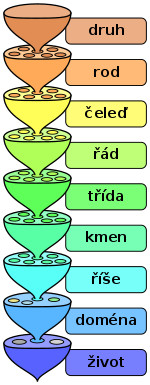 The various levels of the scientific classification system.